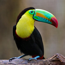 Схема вышивки «Тукан»