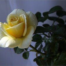 Схема вышивки «роза»