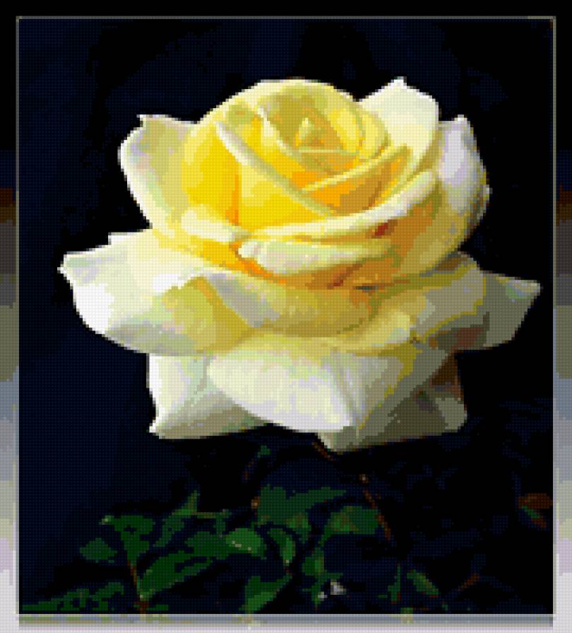 роза - роза, розы, цветы, цветок - предпросмотр