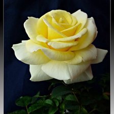 Схема вышивки «роза»