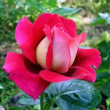 Схема вышивки «роза»