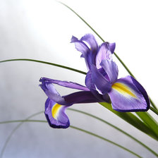 Схема вышивки «ирис»