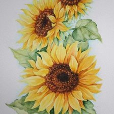 подсолнухи