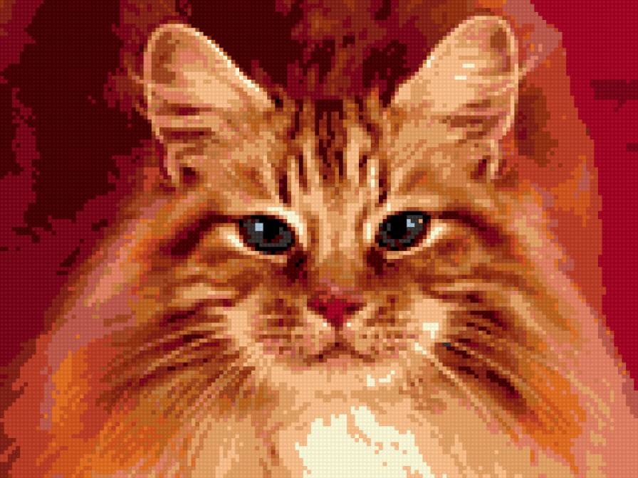 рыжий кот - предпросмотр