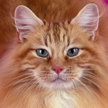 Схема вышивки «рыжий кот»