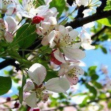 яблоневый цвет