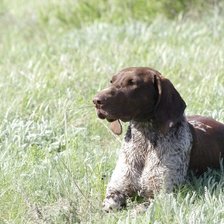 Схема вышивки «диана»