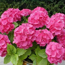 Схема вышивки «гортензия»