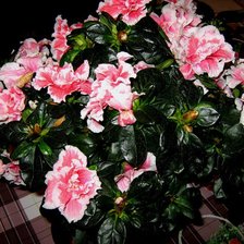 Схема вышивки «№382552»