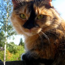 Схема вышивки «Люся»