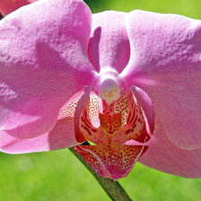 Схема вышивки «Орхидея»