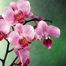 Схема вышивки «Орхидея»