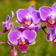 Схема вышивки «Орхидея»