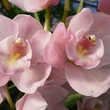 Схема вышивки «№382985»