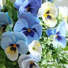 Схема вышивки «анютины глазки»