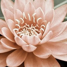 Схема вышивки «лотос»