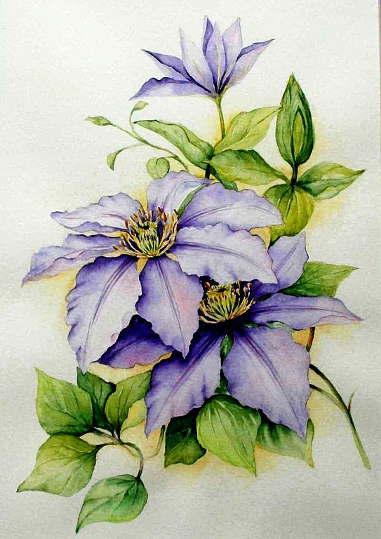 клематис - оригинал