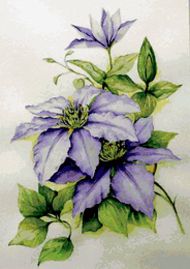 клематис - предпросмотр