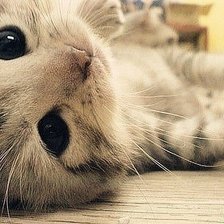 Схема вышивки «котик»