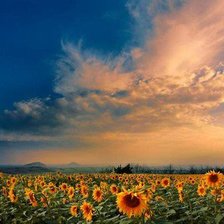 Схема вышивки «поле подсолнухов»