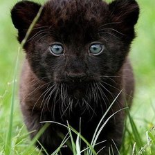 Схема вышивки «котенок»