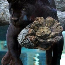 Схема вышивки «пантера»