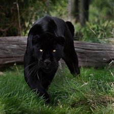 Схема вышивки «пантера»