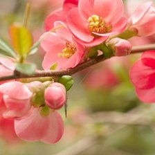 Схема вышивки «Яблони цвет»