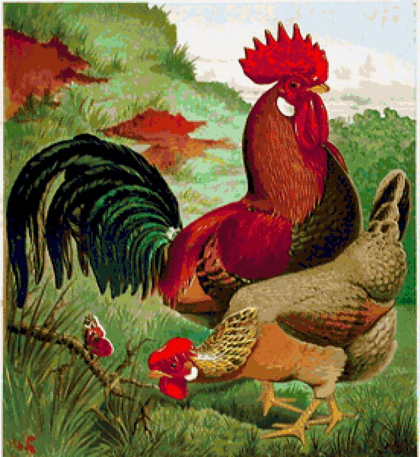 птичий двор - предпросмотр