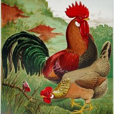 птичий двор