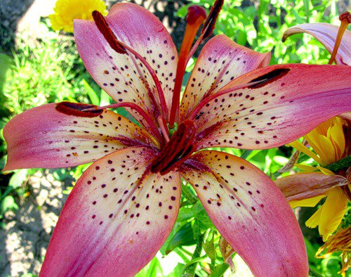 Розовая лилия - лилия, розовый, цветок - оригинал