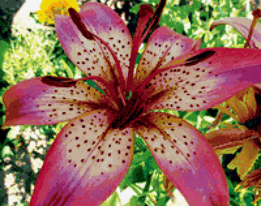 Розовая лилия - розовый, лилия, цветок - предпросмотр