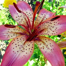 Схема вышивки «Розовая лилия»