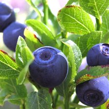 Схема вышивки «черничка»