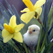 Схема вышивки «Весенний цыплёнок»