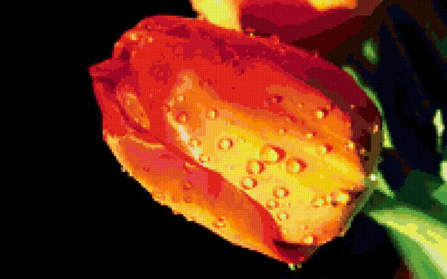 Тюльпаны в росе - гамма, тюльпан, цветок - предпросмотр