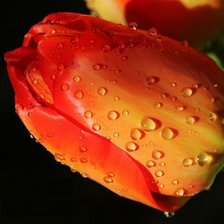 Схема вышивки «Тюльпаны в росе»