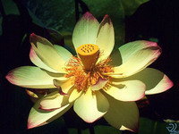 Схема вышивки «Лотос»