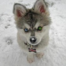 Схема вышивки «Хаска»