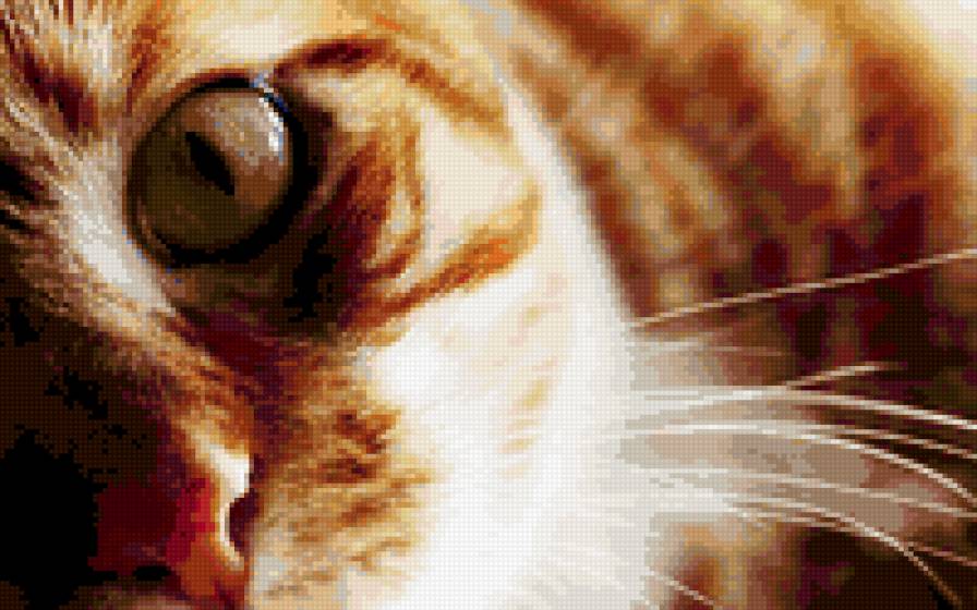 котэ - глаз, усы - предпросмотр