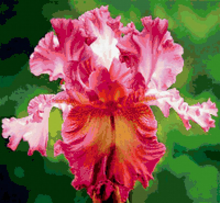 Розовый ирис - ирис, цветок, розовый - предпросмотр