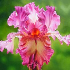 Схема вышивки «Розовый ирис»