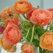 Схема вышивки «ранункулюсы»