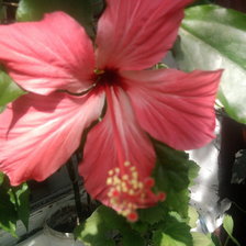 Схема вышивки «гибискус»