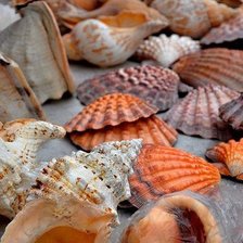 Схема вышивки «Ракушки»