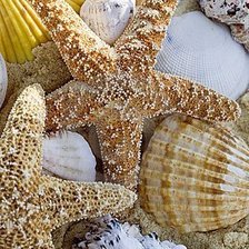 Схема вышивки «Ракушки»