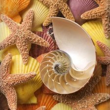 Схема вышивки «Ракушки»