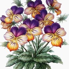 Схема вышивки «анютины глазки»