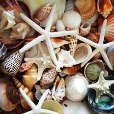 Схема вышивки «Ракушки»