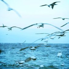 Схема вышивки «чайки»